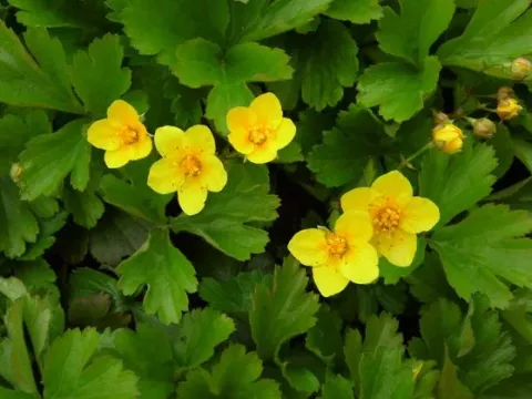 Waldsteinia