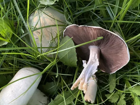 Печериця польова
