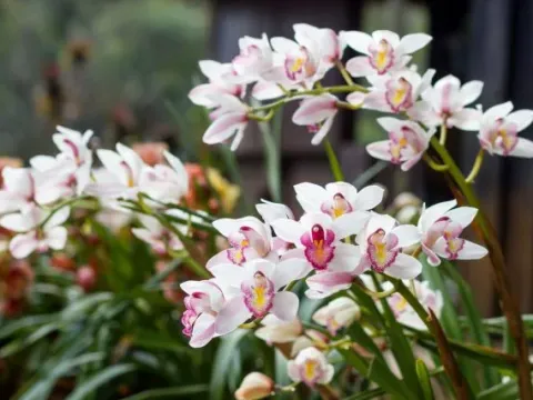 Cymbidium