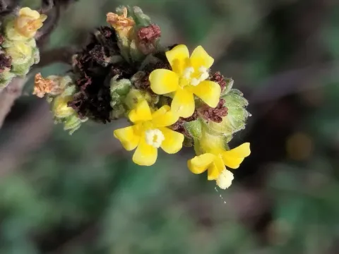 Вальтерія