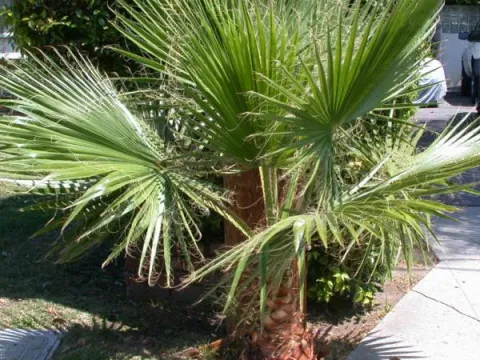 Washingtonia