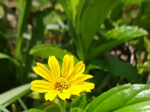 Веделія болотиста