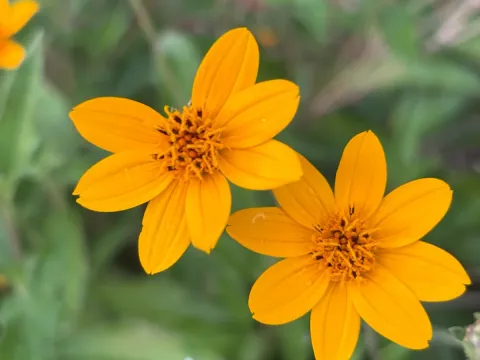 Wedelia hispida