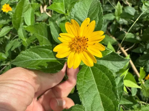 Wedelia latifolia
