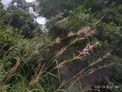 Lemongrass