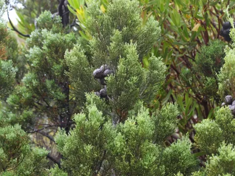 Widdringtonia dracomontana