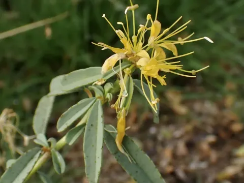 Peritoma