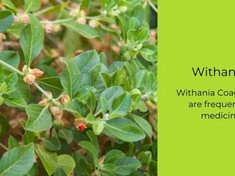 Withania coagulans
