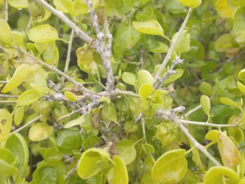 Withania frutescens