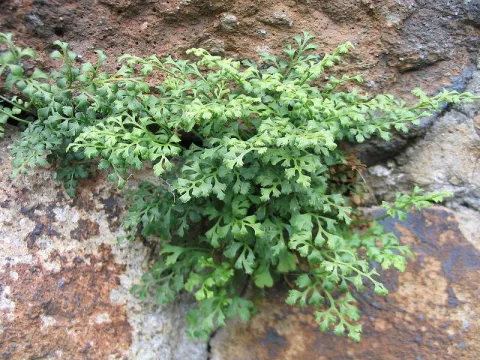 Woodsia