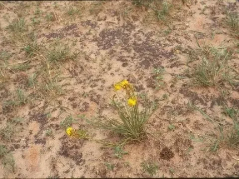 Wormskioldia