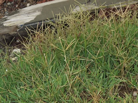Bermuda grass
