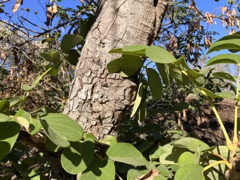 Аганопе