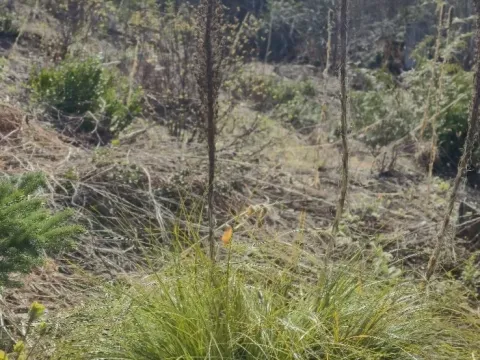 Xerophyllum tenax
