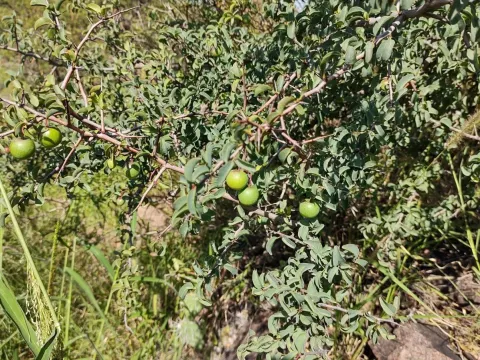 Ximenia