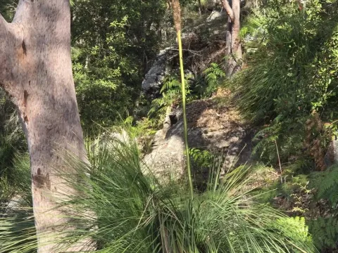 Xanthorrhoea arborea