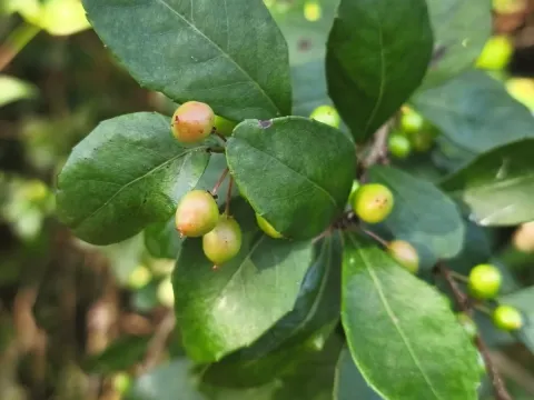 Xylosma