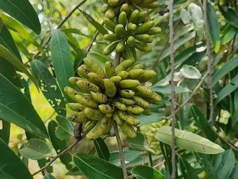 Ксилопія