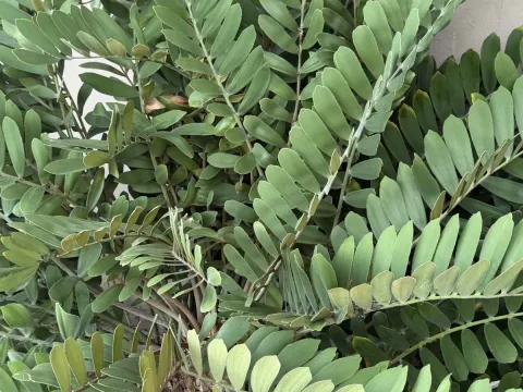 Zamia