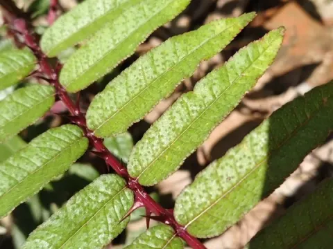 Ailanthus-leaved prickly ash