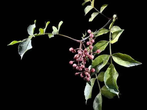 Zanthoxylum lemairei