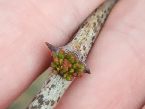 Zanthoxylum fraxineum