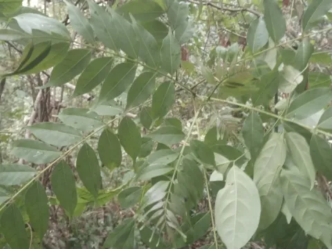 Zanthoxylum leprieurii
