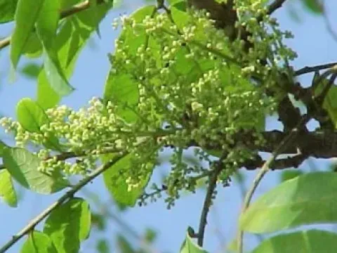 Зантоксилум мартиникский
