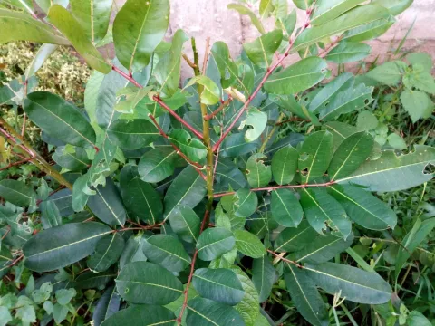 Zanthoxylum senegalense
