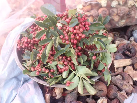 Zanthoxylum bungeanum