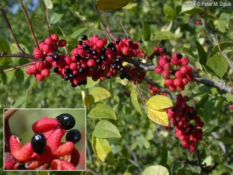 Green prickly ash