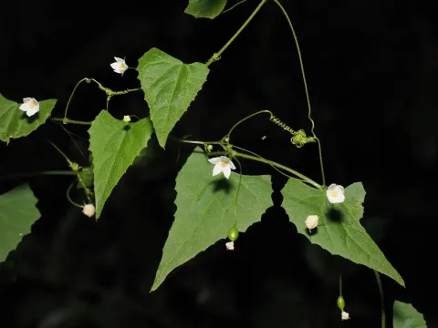 Zehneria