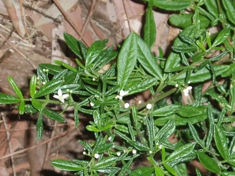 Zieria