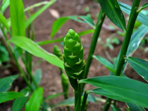 Ginger