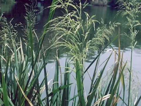 Zizaniopsis