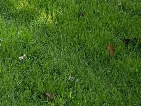Zoysia