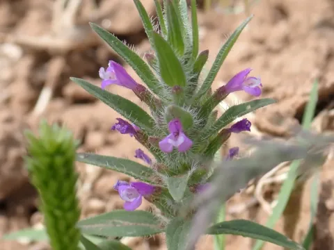 Ziziphora tenuior