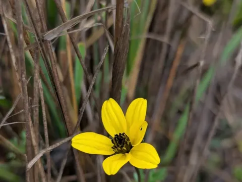 Andean beggartick