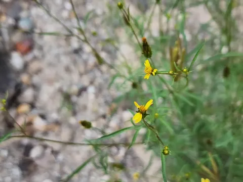 Bidens exigua