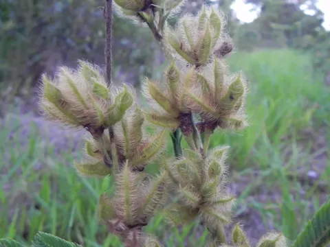 Mimosa subsericea