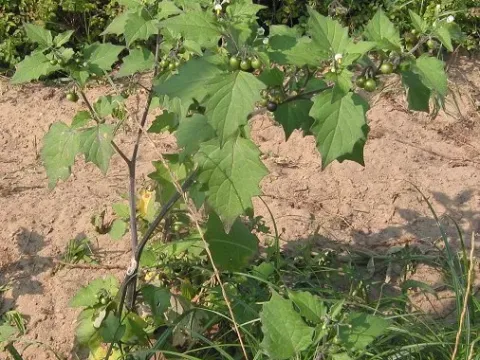 Паслін чорний
