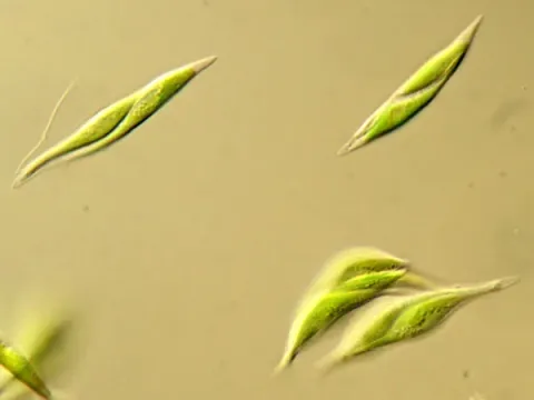 Ankistrodesmus
