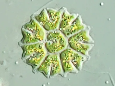 Pediastrum
