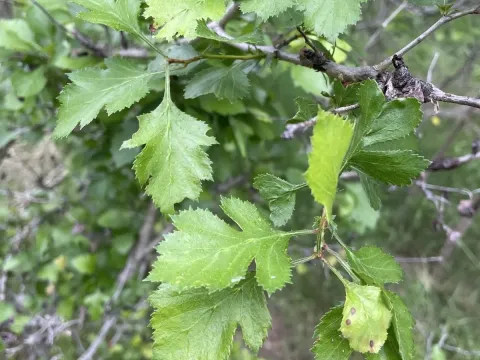 Green hawthorn