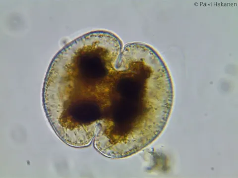 Cosmarium