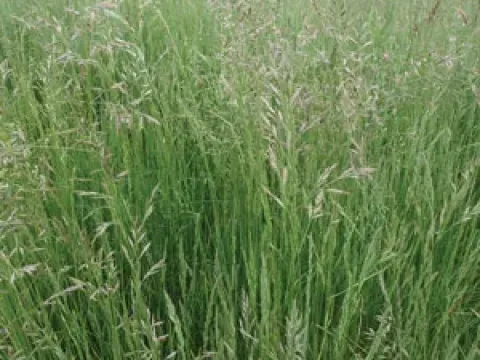Hard fescue