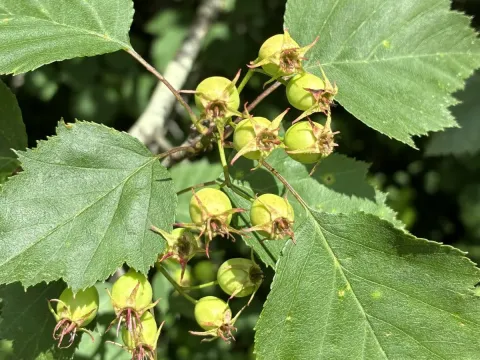 Large-seeded hawthorn