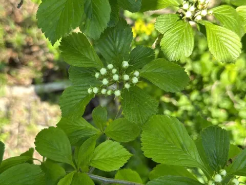 Dotted hawthorn