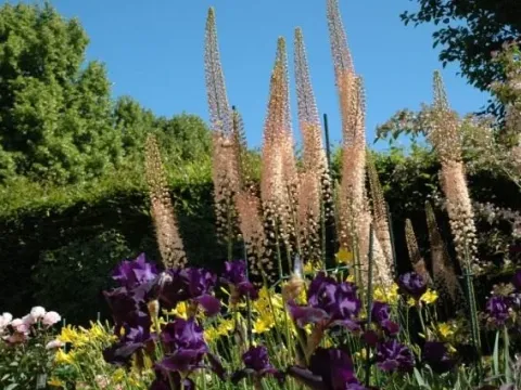 Eremurus hybrids