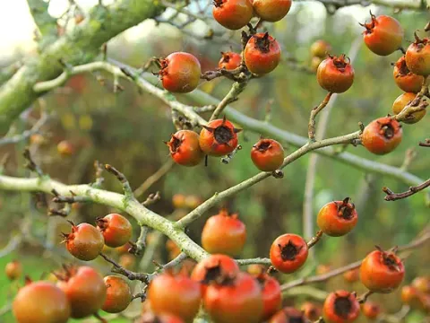 Snowdon medlar